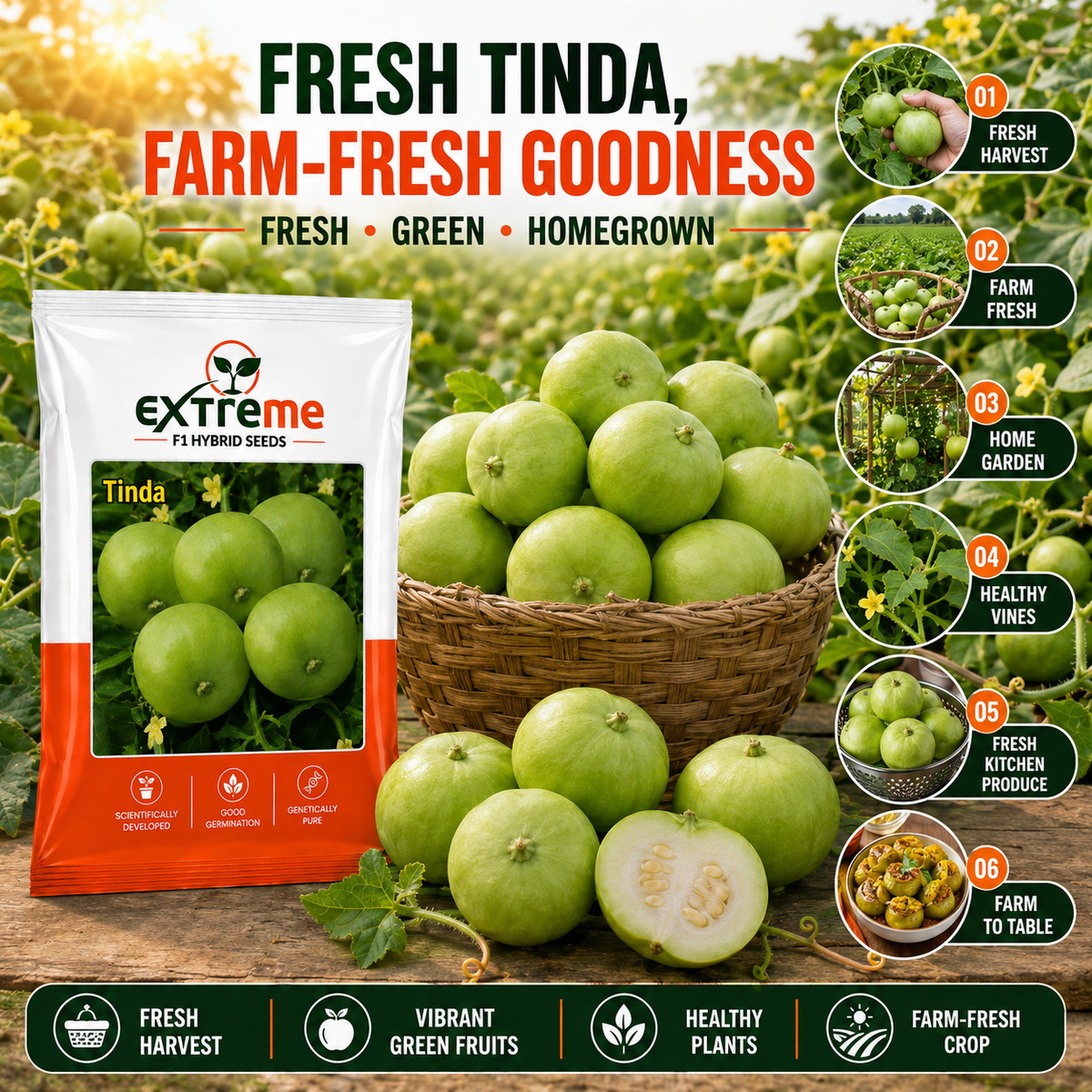 EXTREME F1 Hybrid Tinda Seeds for Home Garden, Kitchen Garden, Terrace Garden & Outdoor Growing | Round Green Vegetable Seeds for Fresh Tinda Cultivation | 15 GM Pack