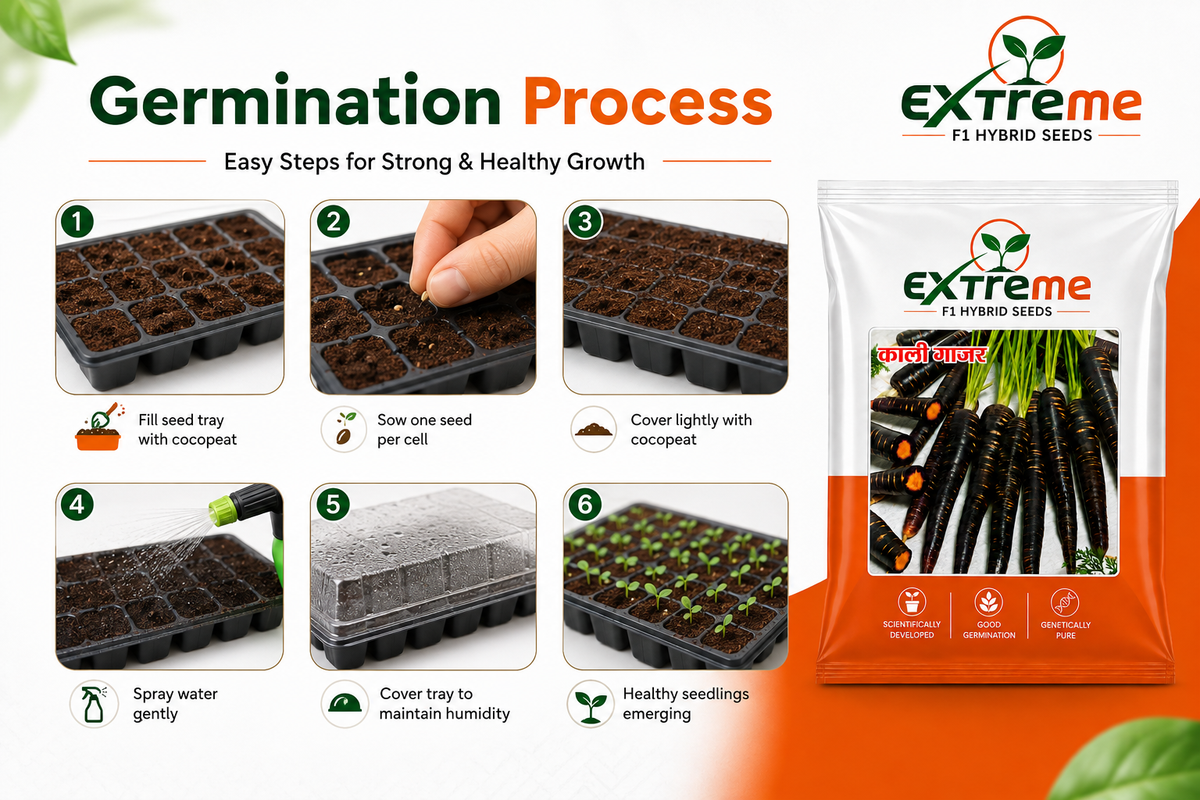 Extreme F1 Hybrid Black Carrot (Kali Gajar) Seeds 5g | High Germination Vegetable Seeds for Kitchen Garden, Home Garden & Farm | Sweet, Nutritious, Deep Purple Carrot Seeds