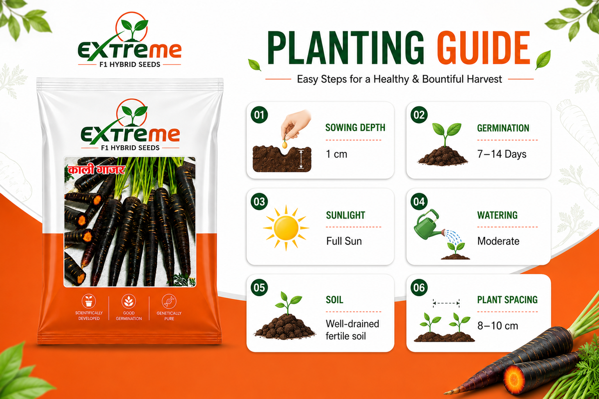 Extreme F1 Hybrid Black Carrot (Kali Gajar) Seeds 5g | High Germination Vegetable Seeds for Kitchen Garden, Home Garden & Farm | Sweet, Nutritious, Deep Purple Carrot Seeds
