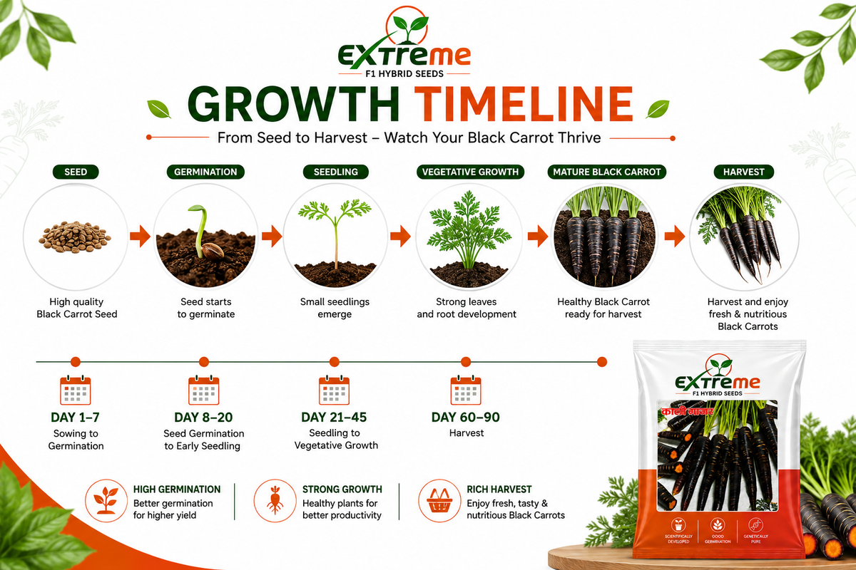 Extreme F1 Hybrid Black Carrot (Kali Gajar) Seeds 5g | High Germination Vegetable Seeds for Kitchen Garden, Home Garden & Farm | Sweet, Nutritious, Deep Purple Carrot Seeds