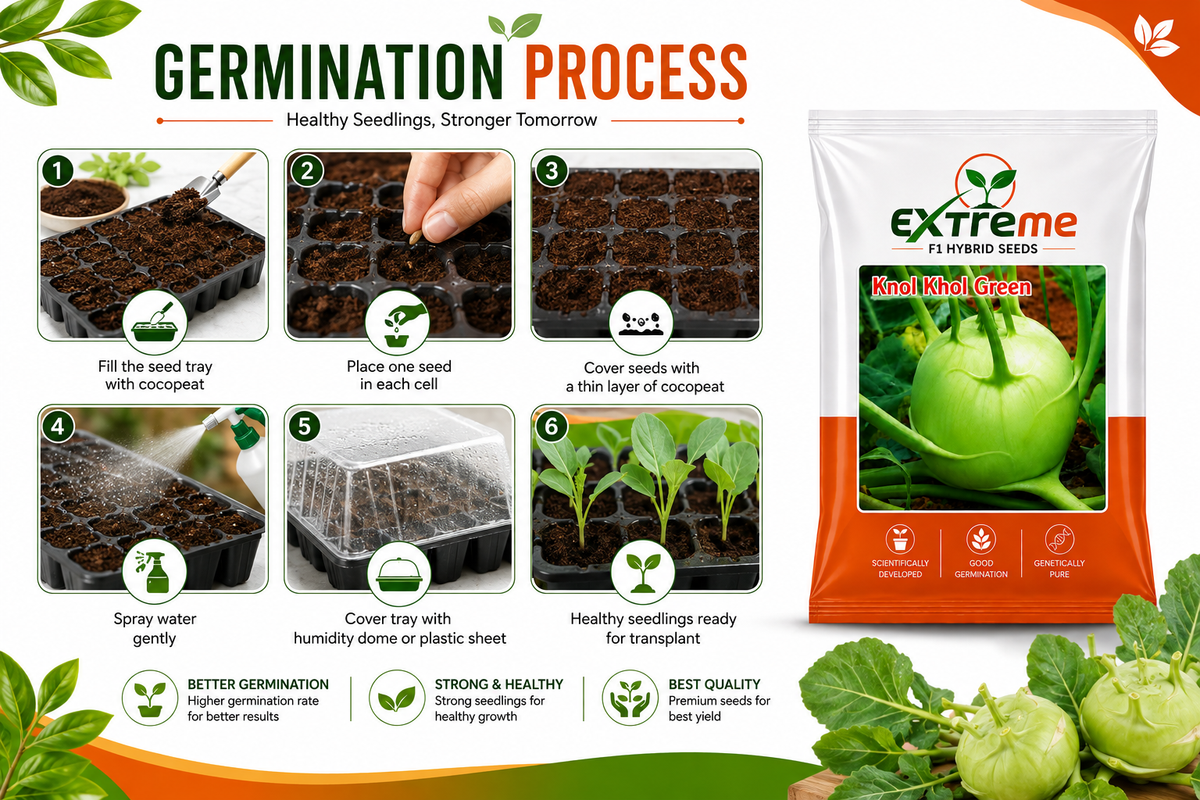 Extreme F1 Hybrid Knol Khol (Kohlrabi) Seeds 1g (1000mg) | Good Germination Vegetable Seeds for Kitchen Garden, Home Garden & Farm | Green Knol Khol Seeds