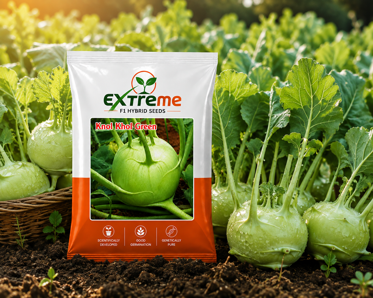 Extreme F1 Hybrid Knol Khol (Kohlrabi) Seeds 1g (1000mg) | Good Germination Vegetable Seeds for Kitchen Garden, Home Garden & Farm | Green Knol Khol Seeds