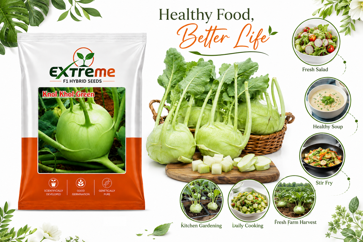 Extreme F1 Hybrid Knol Khol (Kohlrabi) Seeds 1g (1000mg) | Good Germination Vegetable Seeds for Kitchen Garden, Home Garden & Farm | Green Knol Khol Seeds