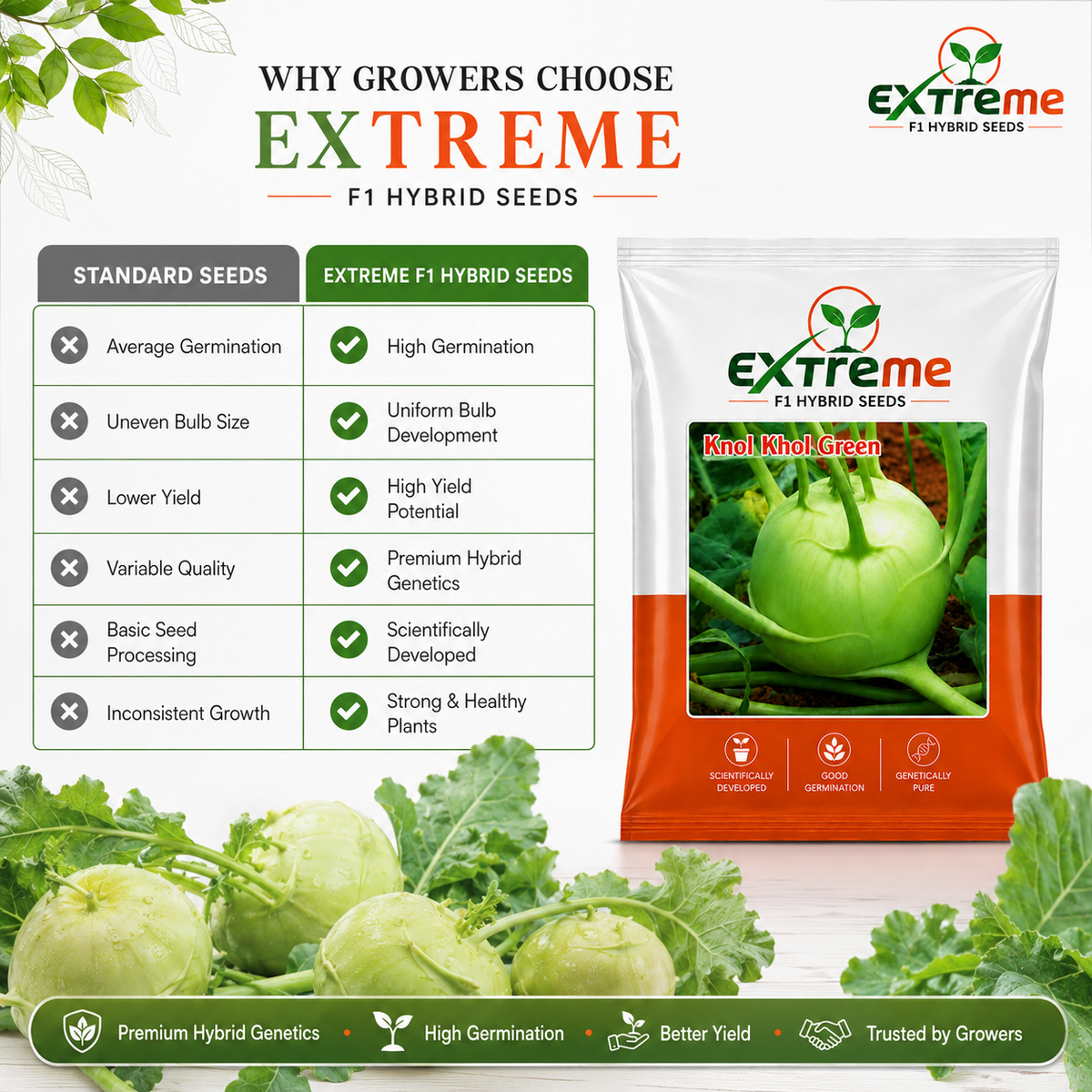 Extreme F1 Hybrid Knol Khol (Kohlrabi) Seeds 1g (1000mg) | Good Germination Vegetable Seeds for Kitchen Garden, Home Garden & Farm | Green Knol Khol Seeds