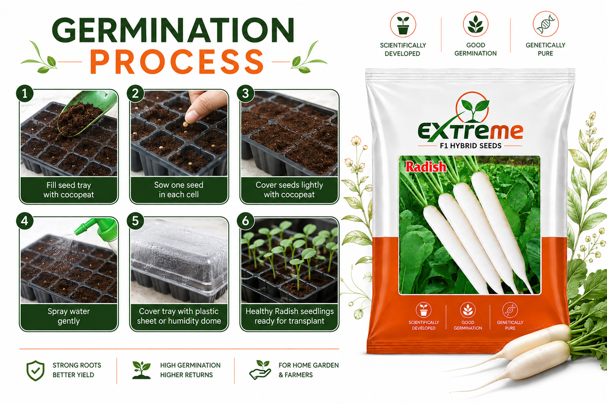 Extreme F1 Hybrid Radish Seeds 10g | Good Germination White Radish Vegetable Seeds | Mooli Seeds for Kitchen Garden, Home Garden & Farm
