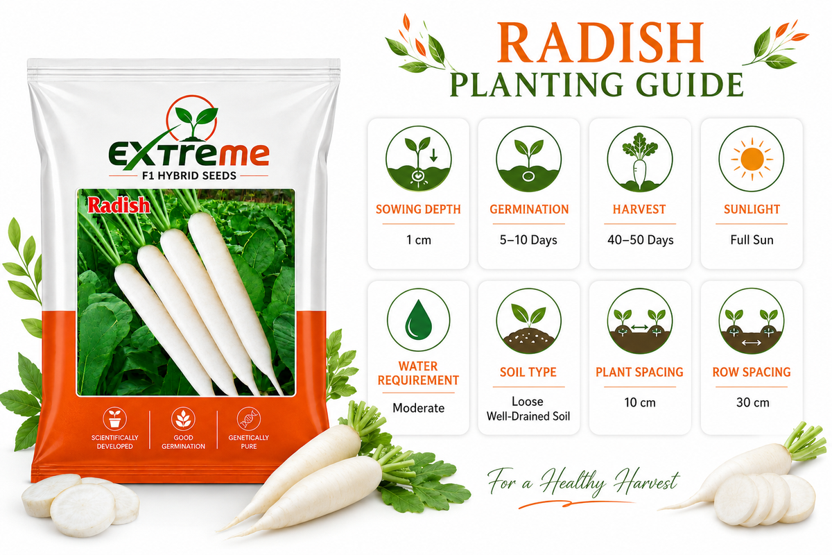 Extreme F1 Hybrid Radish Seeds 10g | Good Germination White Radish Vegetable Seeds | Mooli Seeds for Kitchen Garden, Home Garden & Farm
