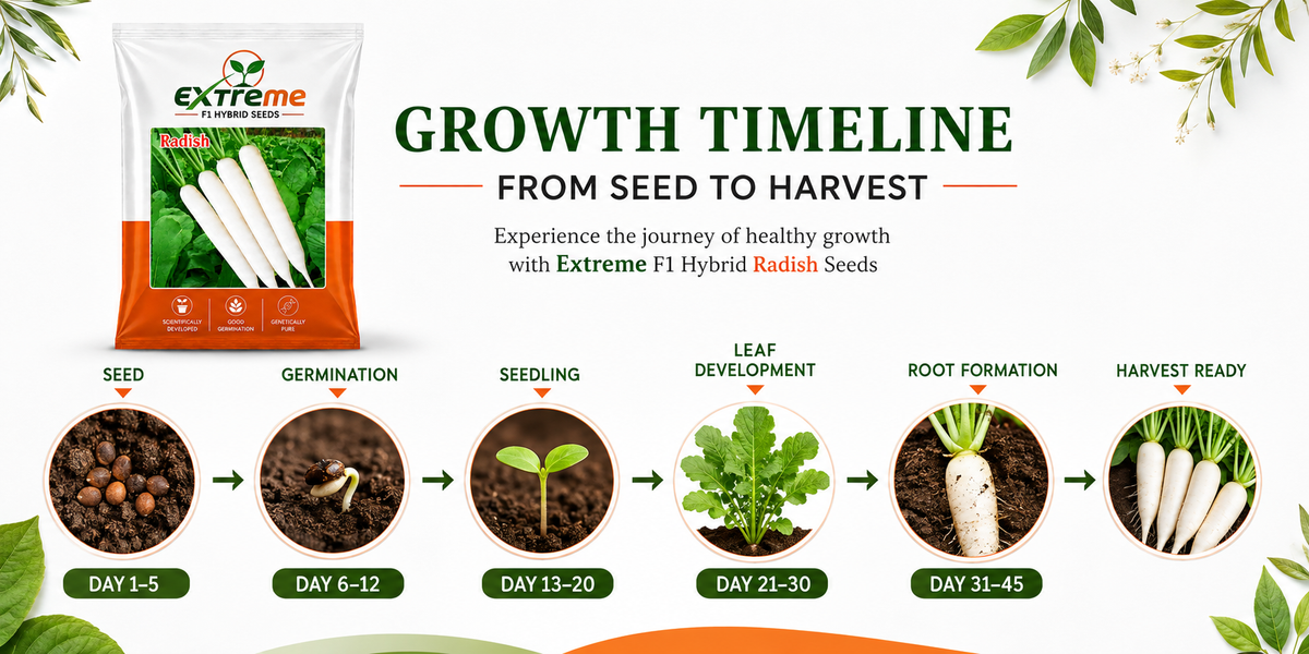 Extreme F1 Hybrid Radish Seeds 10g | Good Germination White Radish Vegetable Seeds | Mooli Seeds for Kitchen Garden, Home Garden & Farm