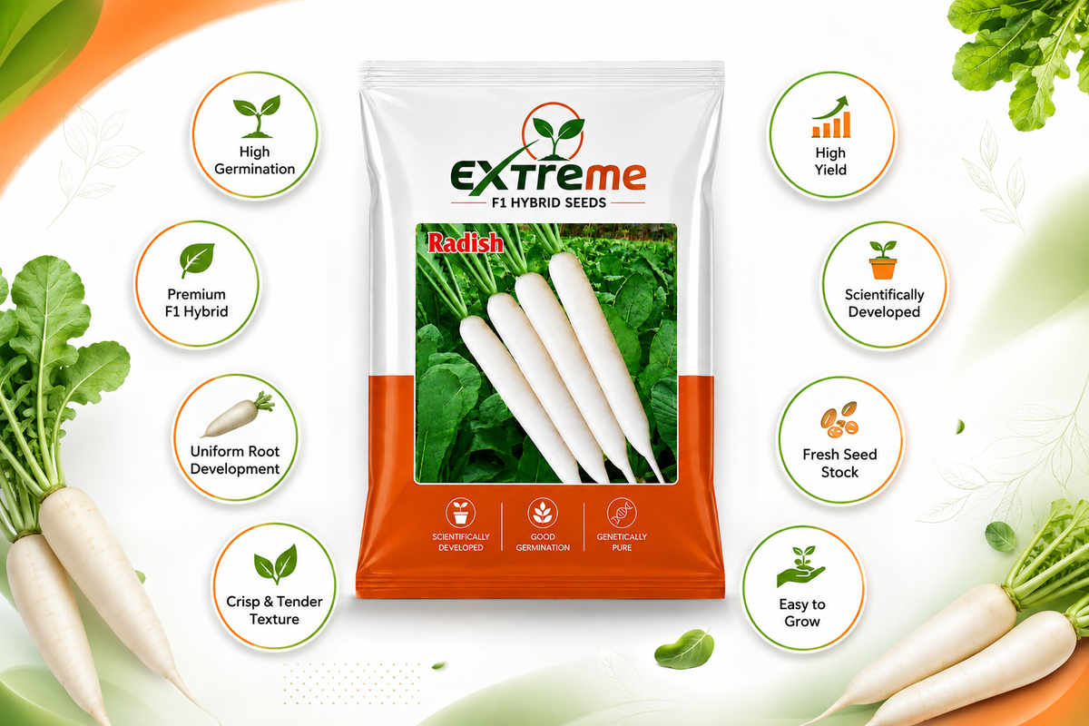 Extreme F1 Hybrid Radish Seeds 10g | Good Germination White Radish Vegetable Seeds | Mooli Seeds for Kitchen Garden, Home Garden & Farm