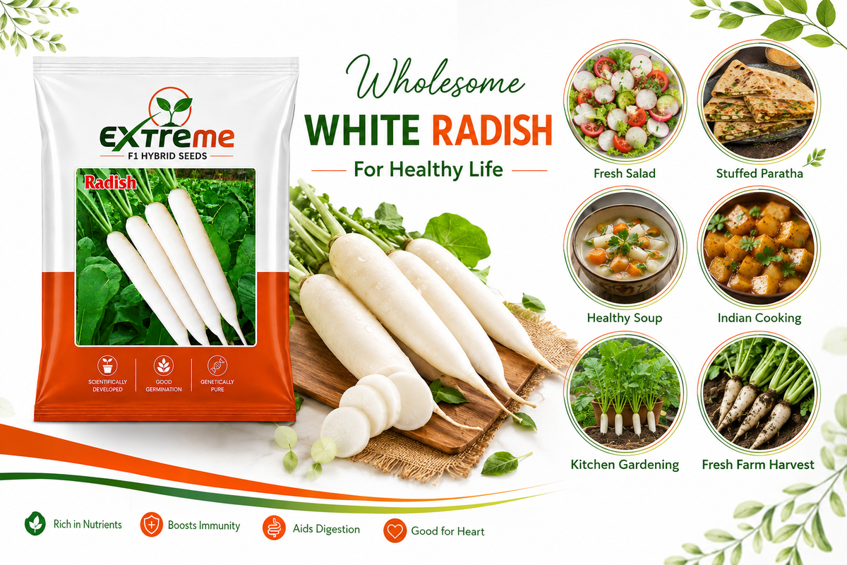 Extreme F1 Hybrid Radish Seeds 10g | Good Germination White Radish Vegetable Seeds | Mooli Seeds for Kitchen Garden, Home Garden & Farm