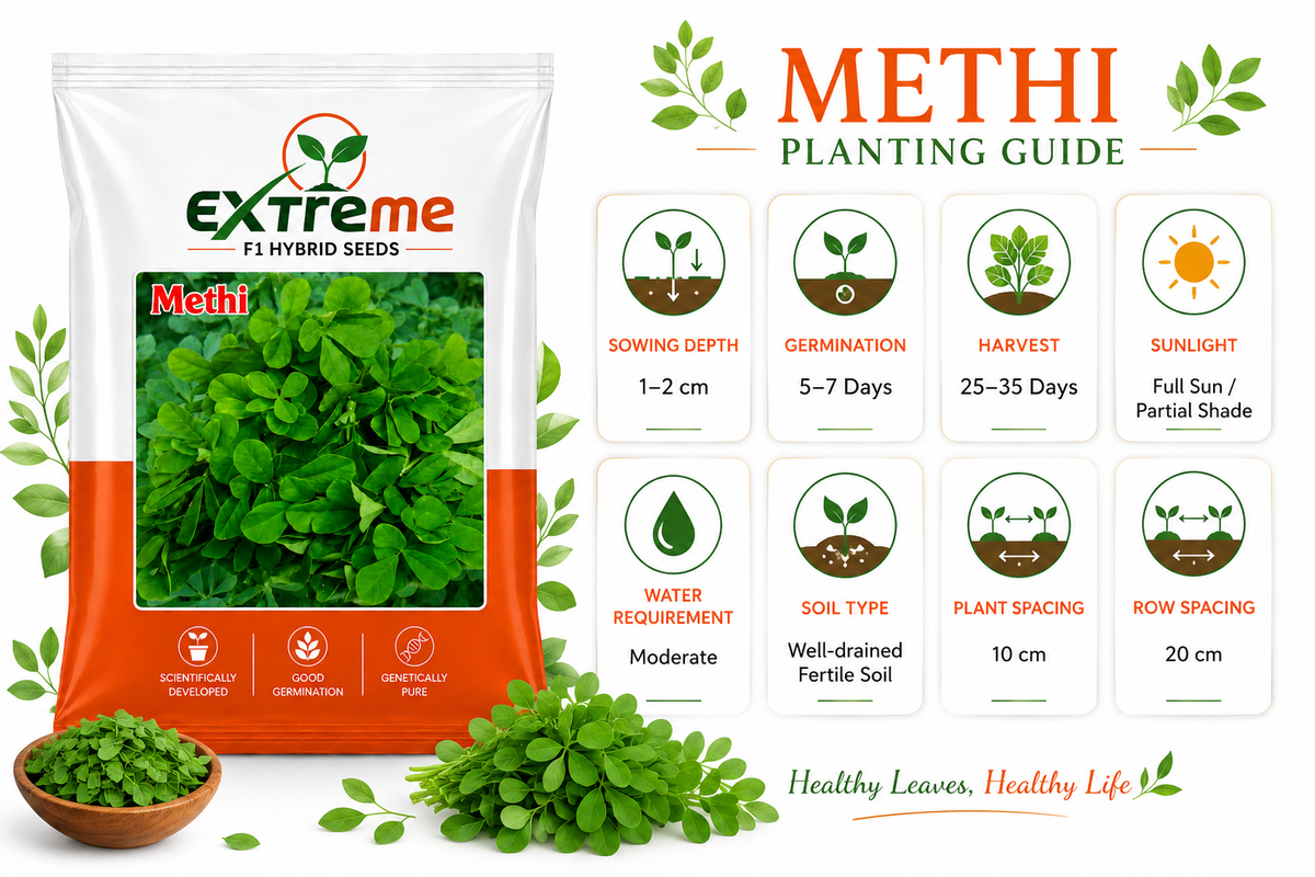 Extreme F1 Hybrid Methi (Fenugreek) Seeds 12g | Good Germination Vegetable Seeds for Kitchen Garden, Home Garden & Farm | Fresh Methi Seeds