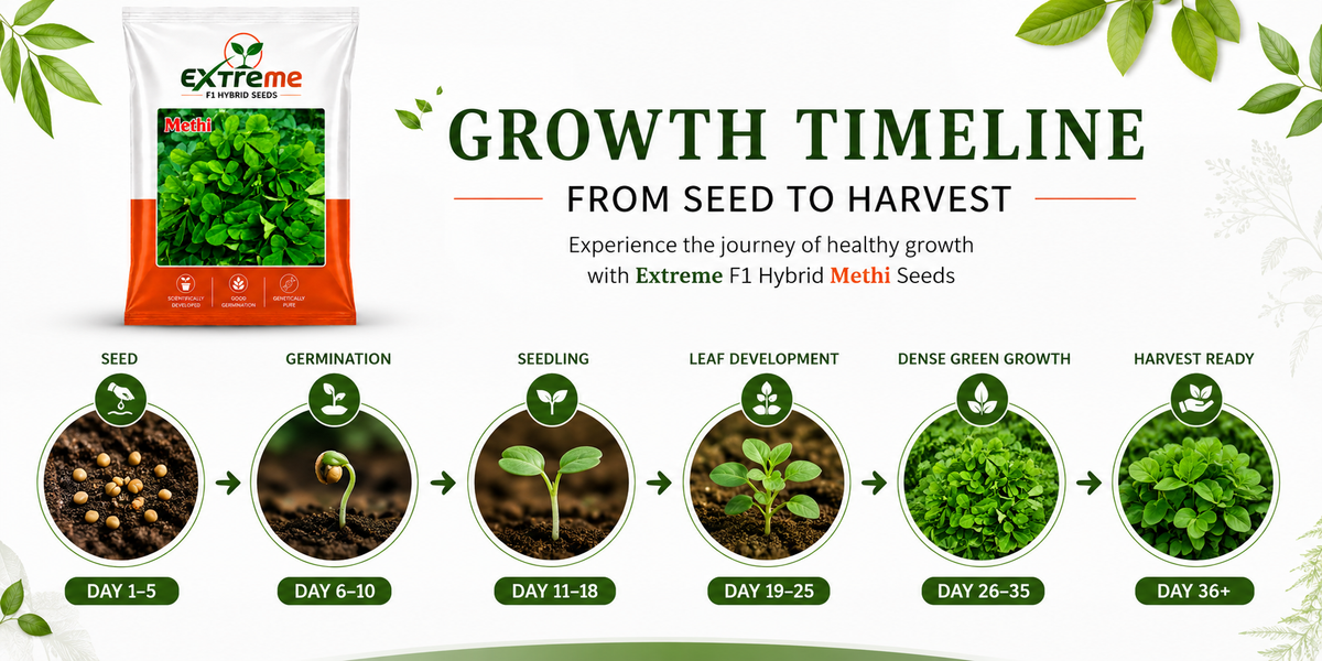 Extreme F1 Hybrid Methi (Fenugreek) Seeds 12g | Good Germination Vegetable Seeds for Kitchen Garden, Home Garden & Farm | Fresh Methi Seeds