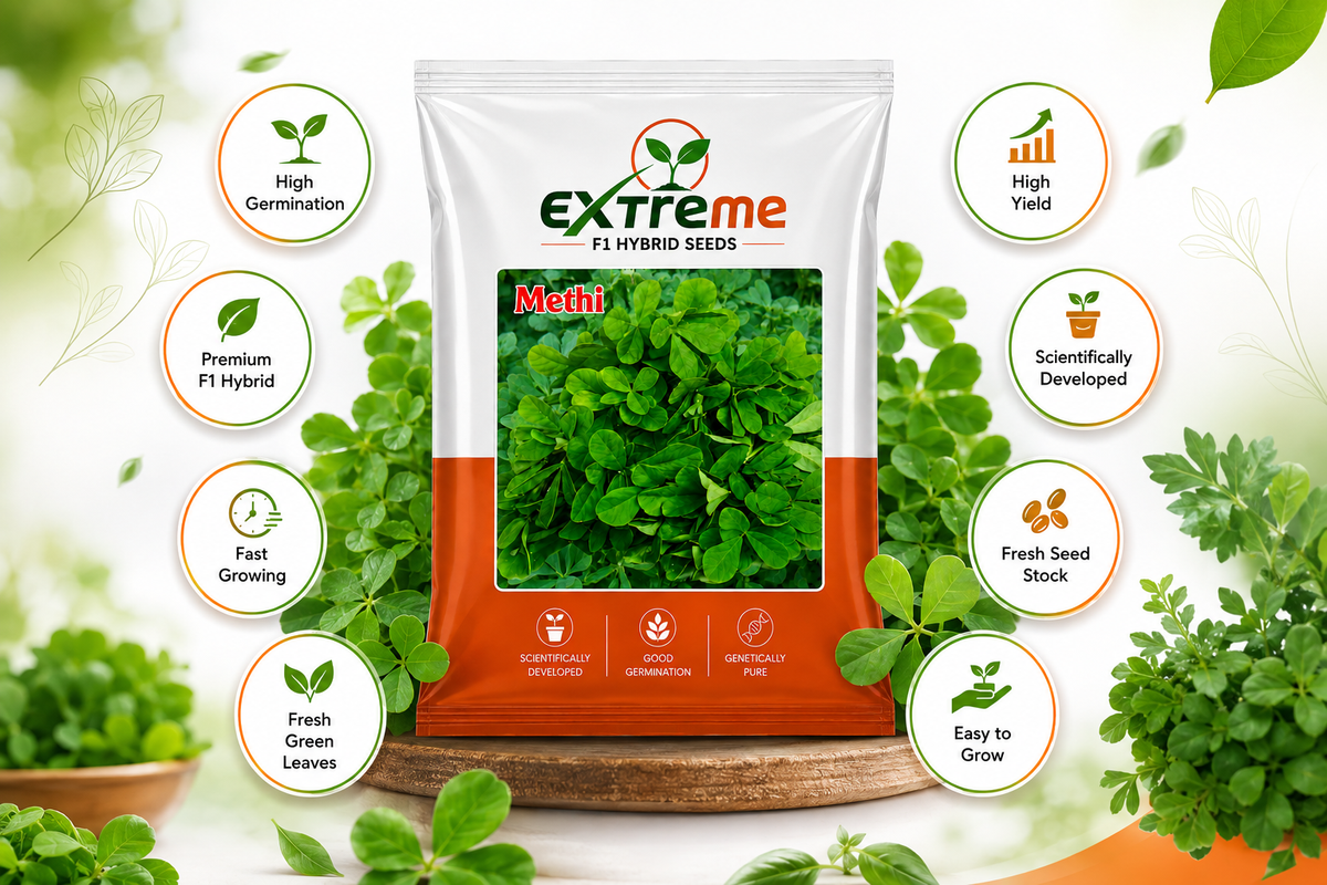 Extreme F1 Hybrid Methi (Fenugreek) Seeds 12g | Good Germination Vegetable Seeds for Kitchen Garden, Home Garden & Farm | Fresh Methi Seeds