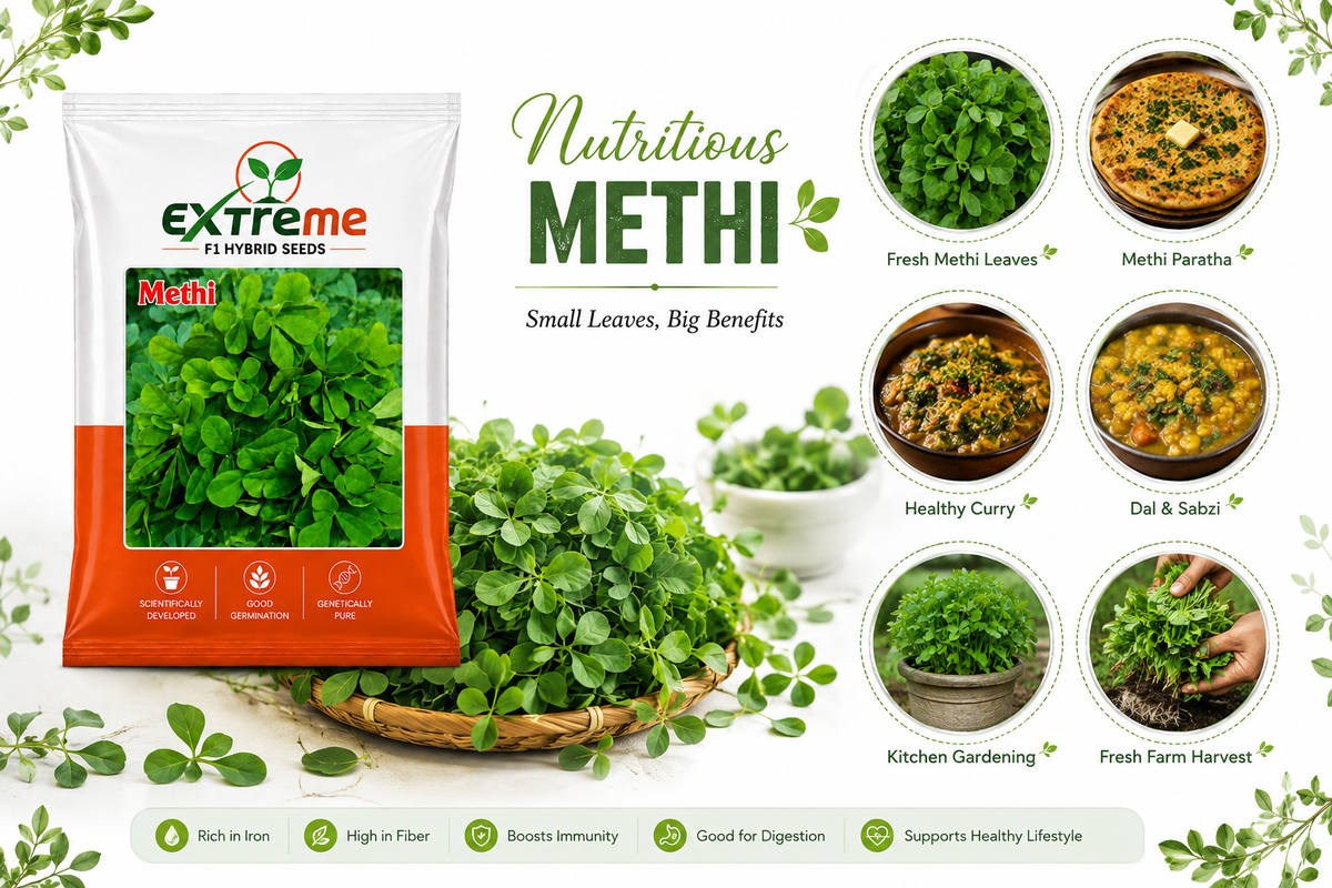 Extreme F1 Hybrid Methi (Fenugreek) Seeds 12g | Good Germination Vegetable Seeds for Kitchen Garden, Home Garden & Farm | Fresh Methi Seeds
