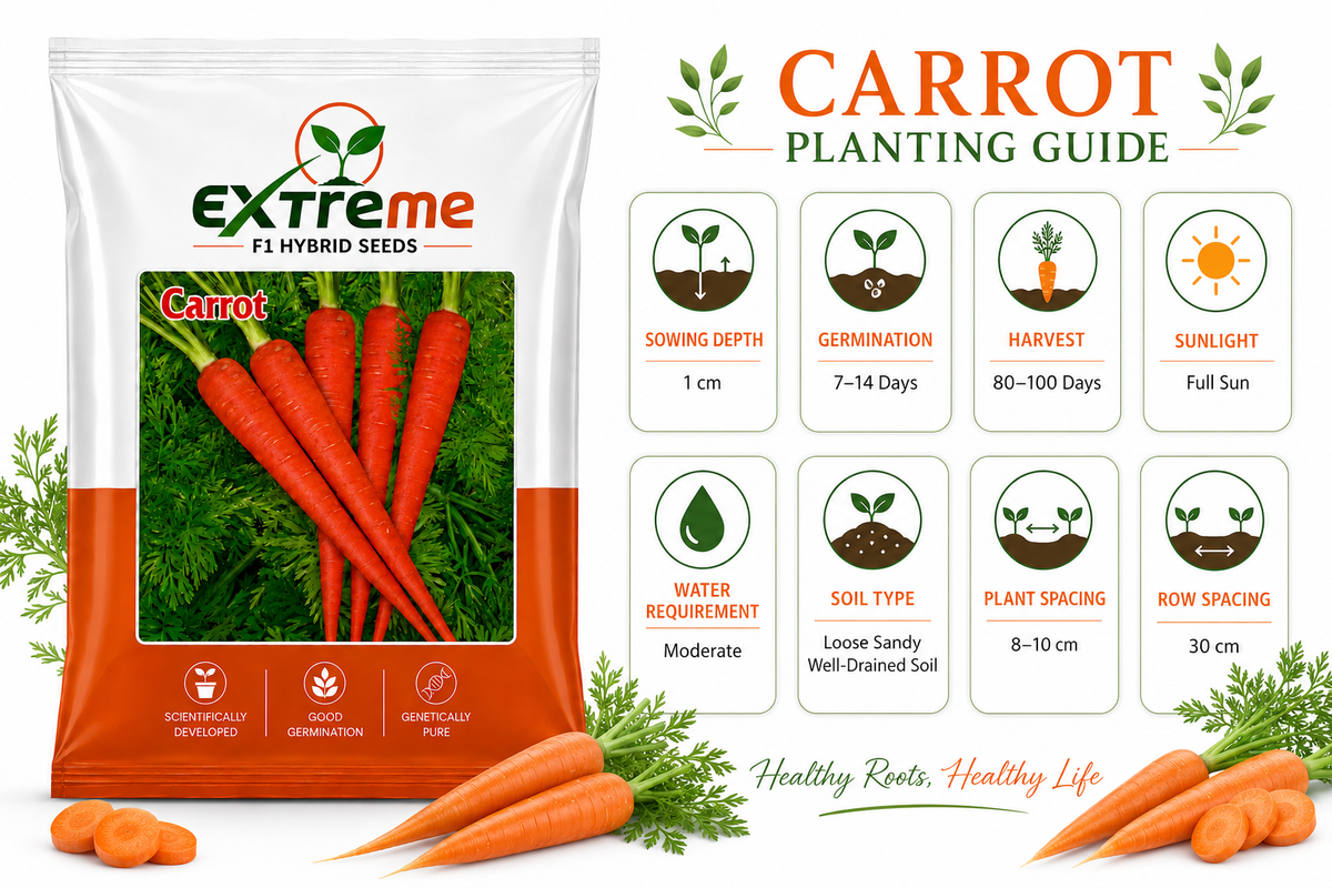 Extreme F1 Hybrid Carrot Seeds 10g | Good Germination Orange Carrot Vegetable Seeds | Gajar Seeds for Kitchen Garden, Home Garden & Farm