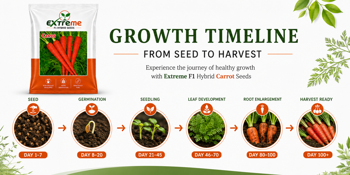 Extreme F1 Hybrid Carrot Seeds 10g | Good Germination Orange Carrot Vegetable Seeds | Gajar Seeds for Kitchen Garden, Home Garden & Farm