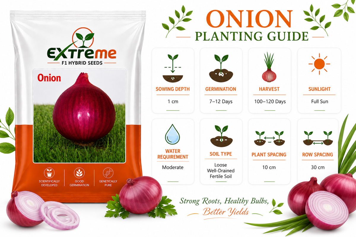 Extreme F1 Hybrid Onion Seeds 10 GM | Pyaz Seeds & Onion Beej | Vegetable Seeds for Home, Kitchen & Terrace Garden | Outdoor Gardening