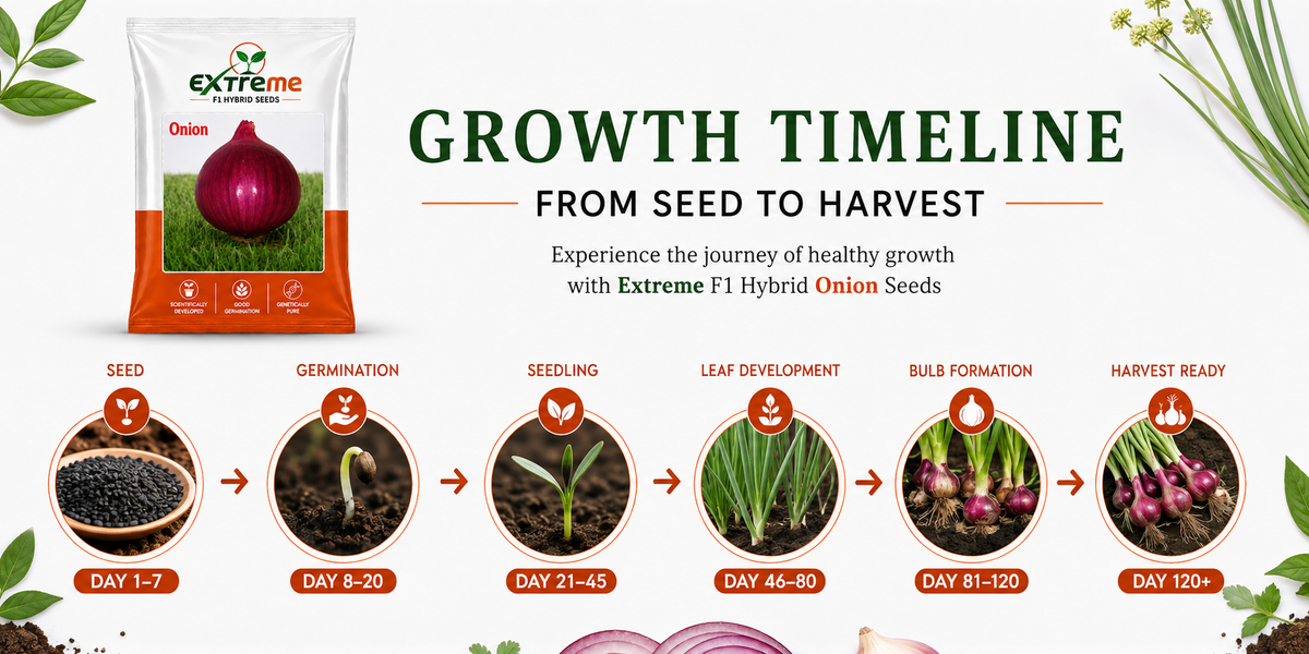 Extreme F1 Hybrid Onion Seeds 10 GM | Pyaz Seeds & Onion Beej | Vegetable Seeds for Home, Kitchen & Terrace Garden | Outdoor Gardening