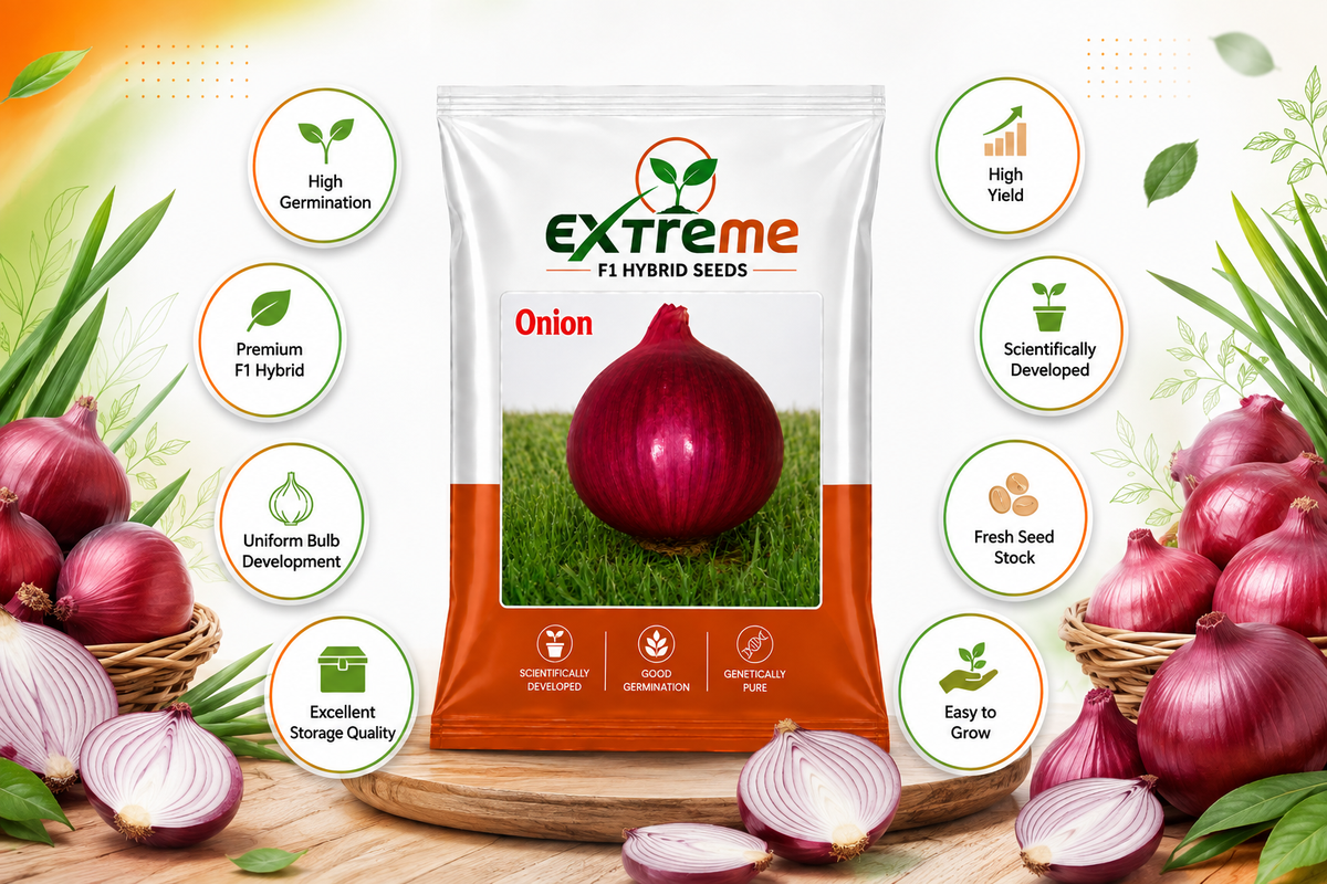 Extreme F1 Hybrid Onion Seeds 10 GM | Pyaz Seeds & Onion Beej | Vegetable Seeds for Home, Kitchen & Terrace Garden | Outdoor Gardening