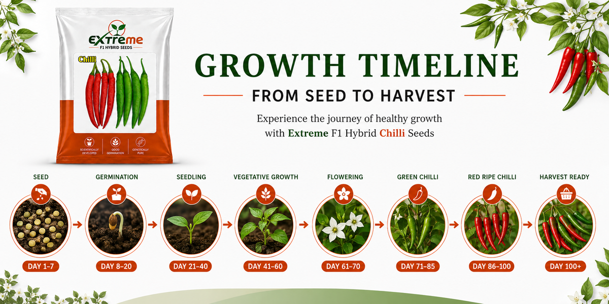Extreme F1 Hybrid Chilli (Mirchi) Seeds 1g (1000mg) | Good Germination Vegetable Seeds for Kitchen Garden, Home Garden & Farm | Green & Red Chilli Seeds