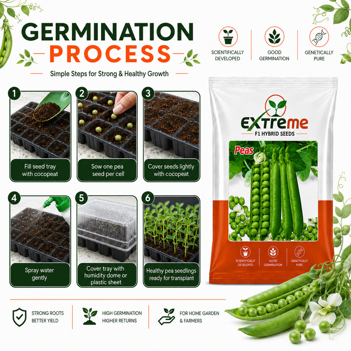 Extreme F1 Hybrid Peas (Matar) Seeds 20g | Good Germination Green Peas Vegetable Seeds for Kitchen Garden, Home Garden & Farm