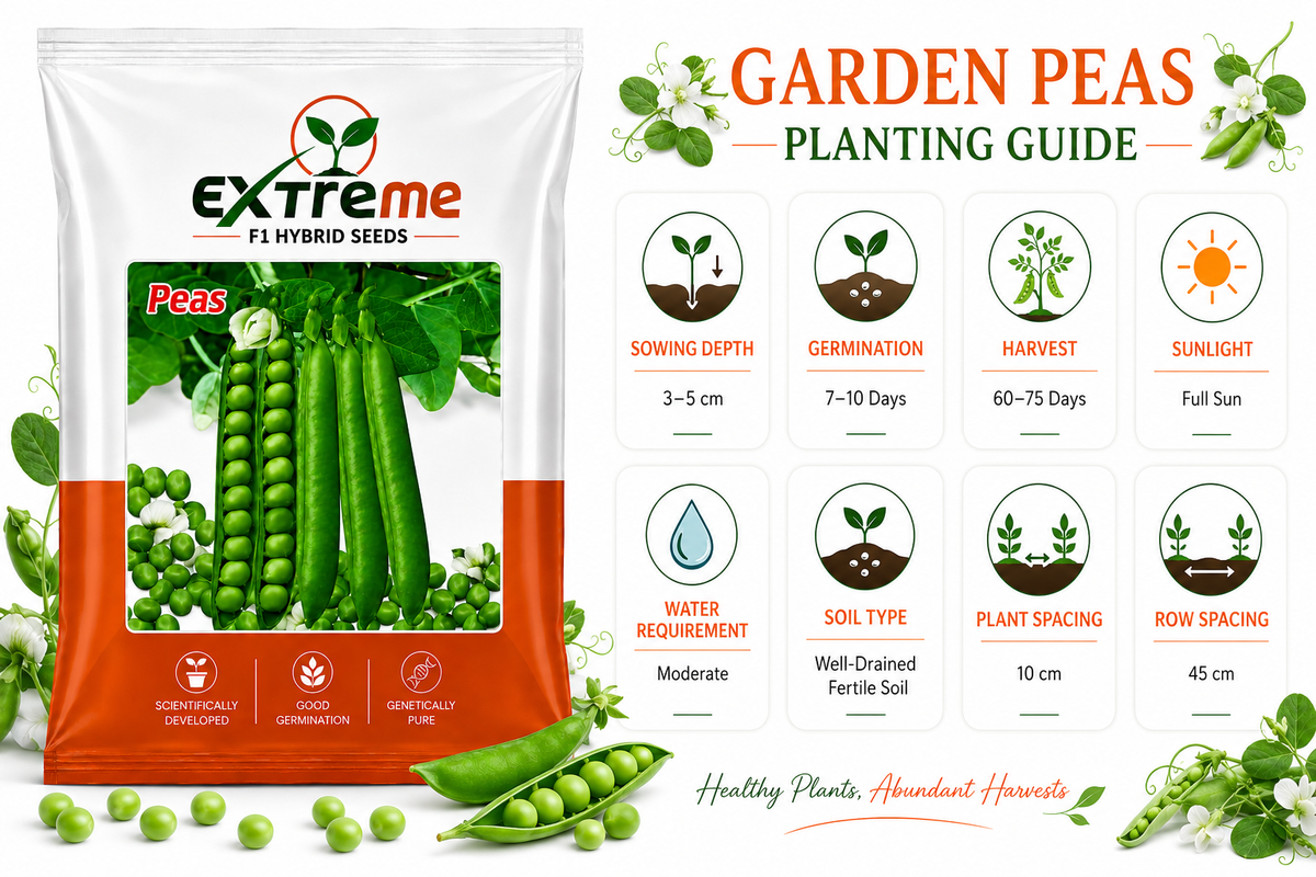 Extreme F1 Hybrid Peas (Matar) Seeds 20g | Good Germination Green Peas Vegetable Seeds for Kitchen Garden, Home Garden & Farm