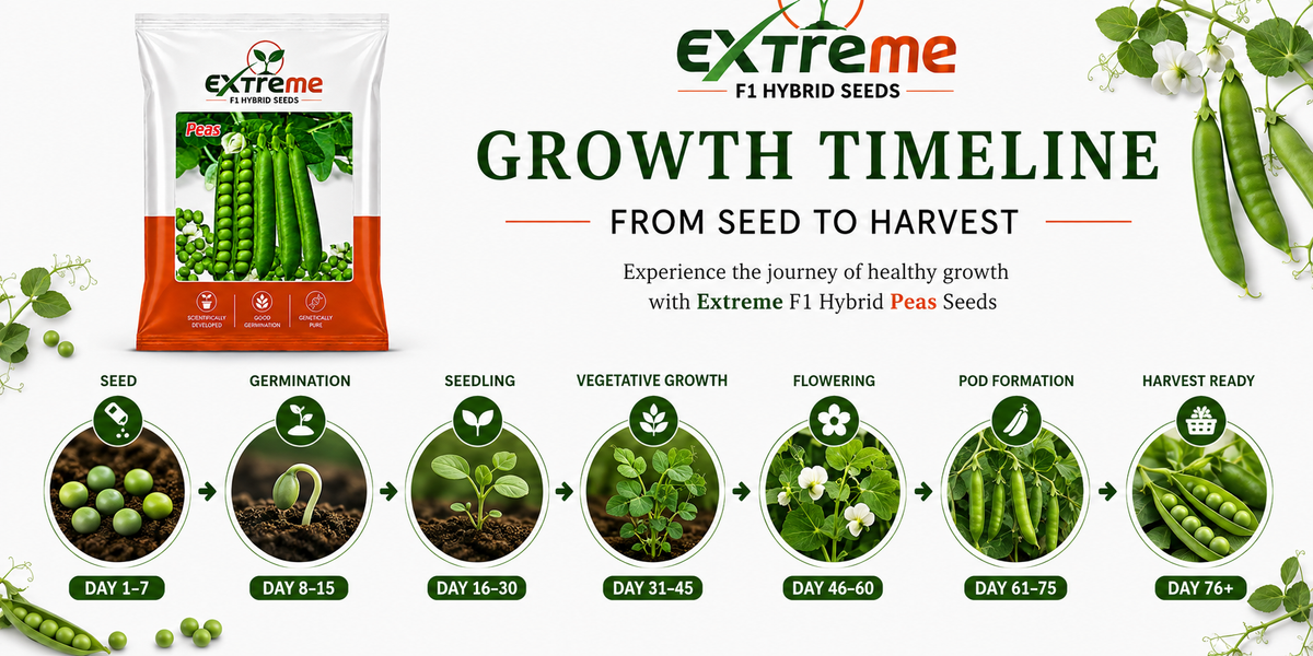 Extreme F1 Hybrid Peas (Matar) Seeds 20g | Good Germination Green Peas Vegetable Seeds for Kitchen Garden, Home Garden & Farm