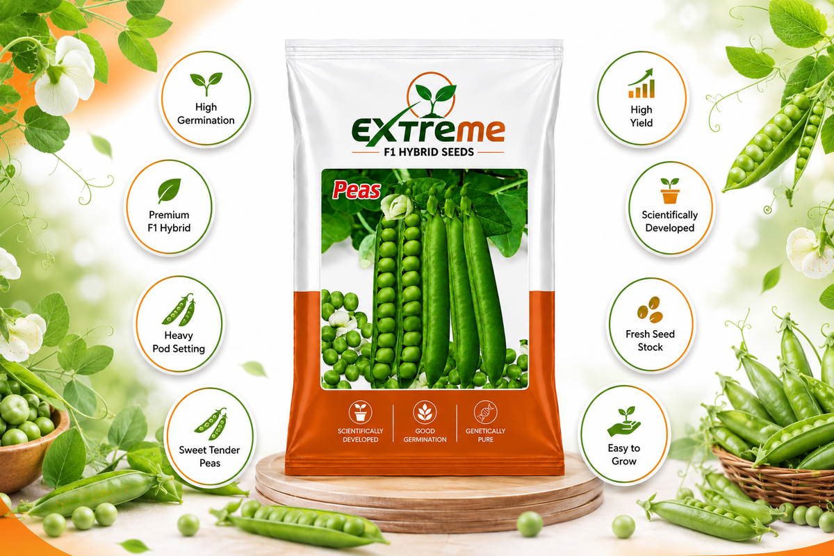 Extreme F1 Hybrid Peas (Matar) Seeds 20g | Good Germination Green Peas Vegetable Seeds for Kitchen Garden, Home Garden & Farm