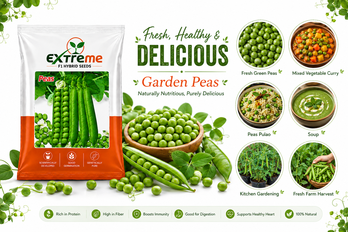 Extreme F1 Hybrid Peas (Matar) Seeds 20g | Good Germination Green Peas Vegetable Seeds for Kitchen Garden, Home Garden & Farm