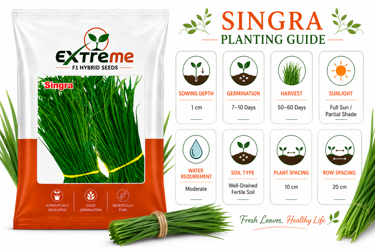 Extreme F1 Hybrid Singra Seeds 10g | Green Leafy Vegetable Seeds | Singra Beej for Kitchen Garden, Home Garden, Terrace Garden & Farm
