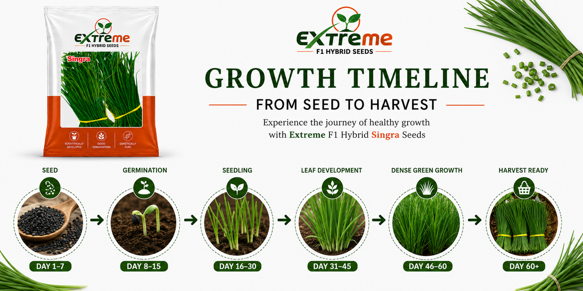 Extreme F1 Hybrid Singra Seeds 10g | Green Leafy Vegetable Seeds | Singra Beej for Kitchen Garden, Home Garden, Terrace Garden & Farm