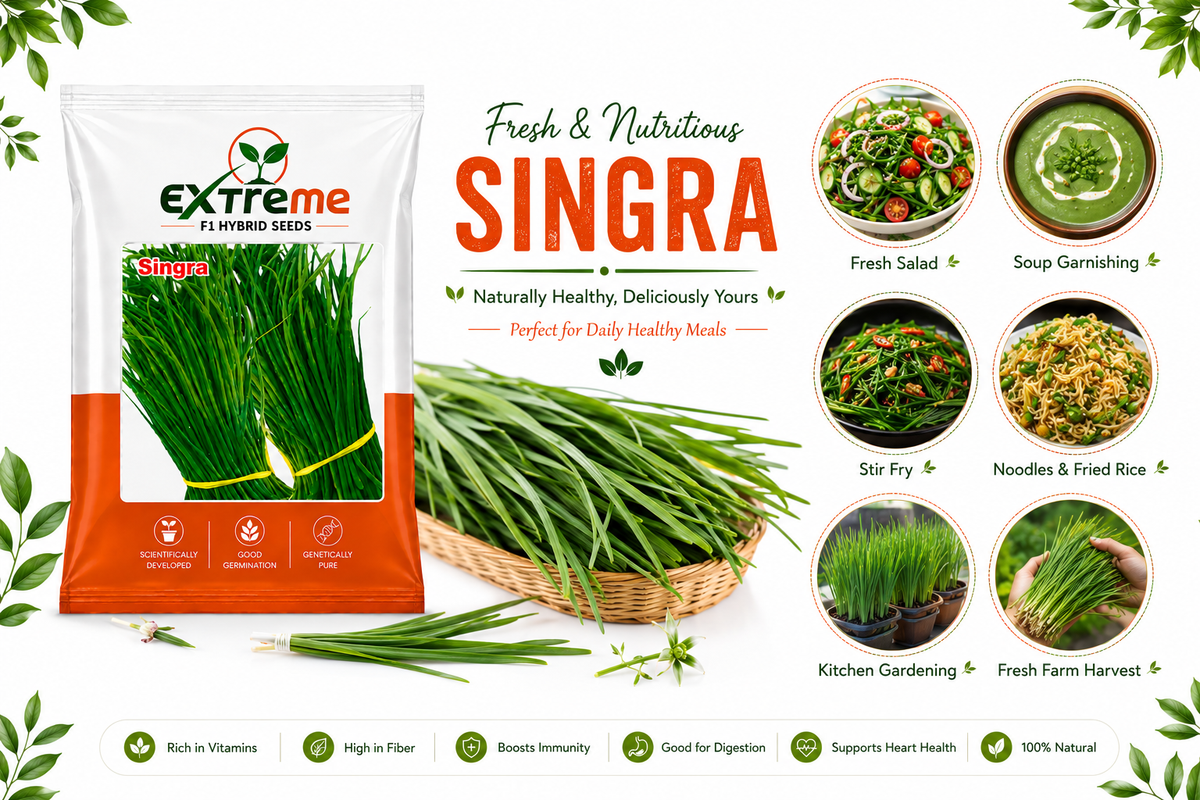 Extreme F1 Hybrid Singra Seeds 10g | Green Leafy Vegetable Seeds | Singra Beej for Kitchen Garden, Home Garden, Terrace Garden & Farm