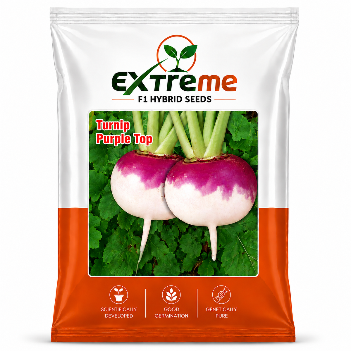 Extreme F1 Hybrid Turnip Purple Top (SHALGAM) Seeds 10g | Good Germination Vegetable Seeds | Shalgam Seeds for Kitchen Garden, Home Garden & Farm