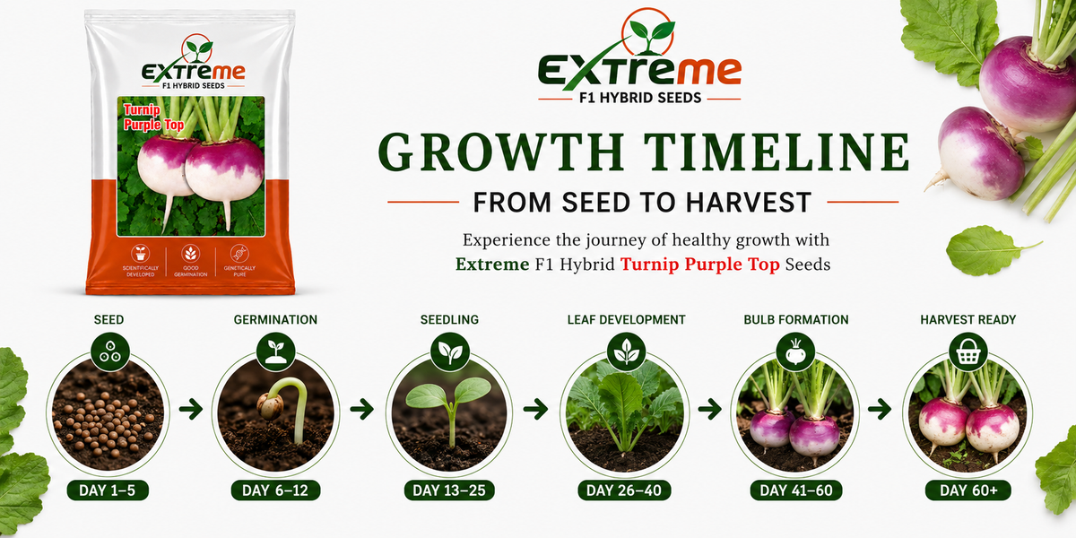 Extreme F1 Hybrid Turnip Purple Top (SHALGAM) Seeds 10g | Good Germination Vegetable Seeds | Shalgam Seeds for Kitchen Garden, Home Garden & Farm