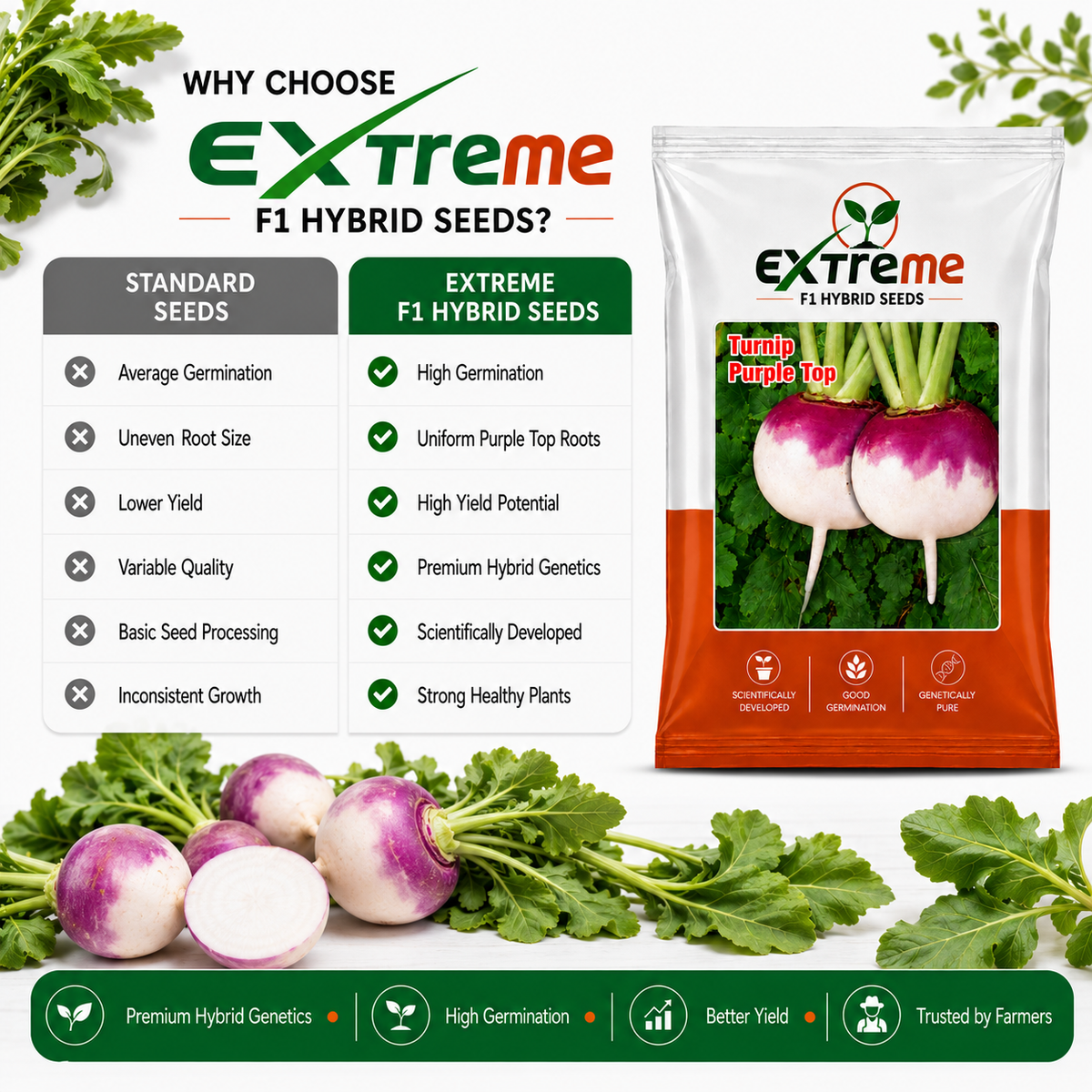 Extreme F1 Hybrid Turnip Purple Top (SHALGAM) Seeds 10g | Good Germination Vegetable Seeds | Shalgam Seeds for Kitchen Garden, Home Garden & Farm