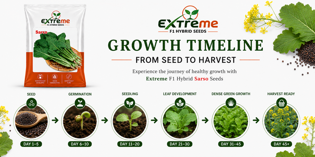 Extreme F1 Hybrid Sarso Seeds 10g | Mustard Seeds for Vegetable & Leafy Green Farming | Sarson for Kitchen Garden, Home Garden & Farm