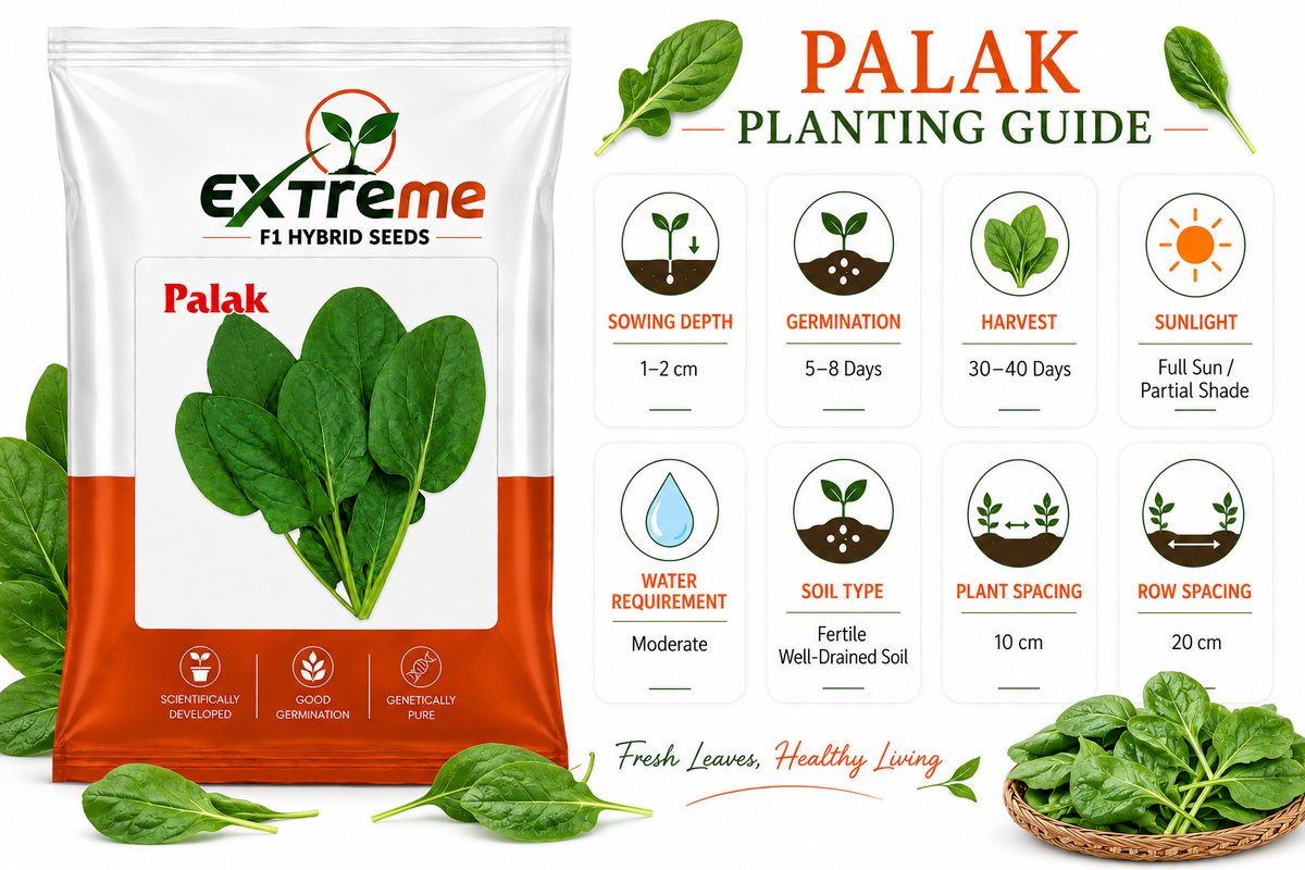 Extreme F1 Hybrid Palak (Spinach) Seeds 20g | Good Germination Vegetable Seeds for Kitchen Garden, Home Garden & Farm | Fresh Green Spinach Seeds