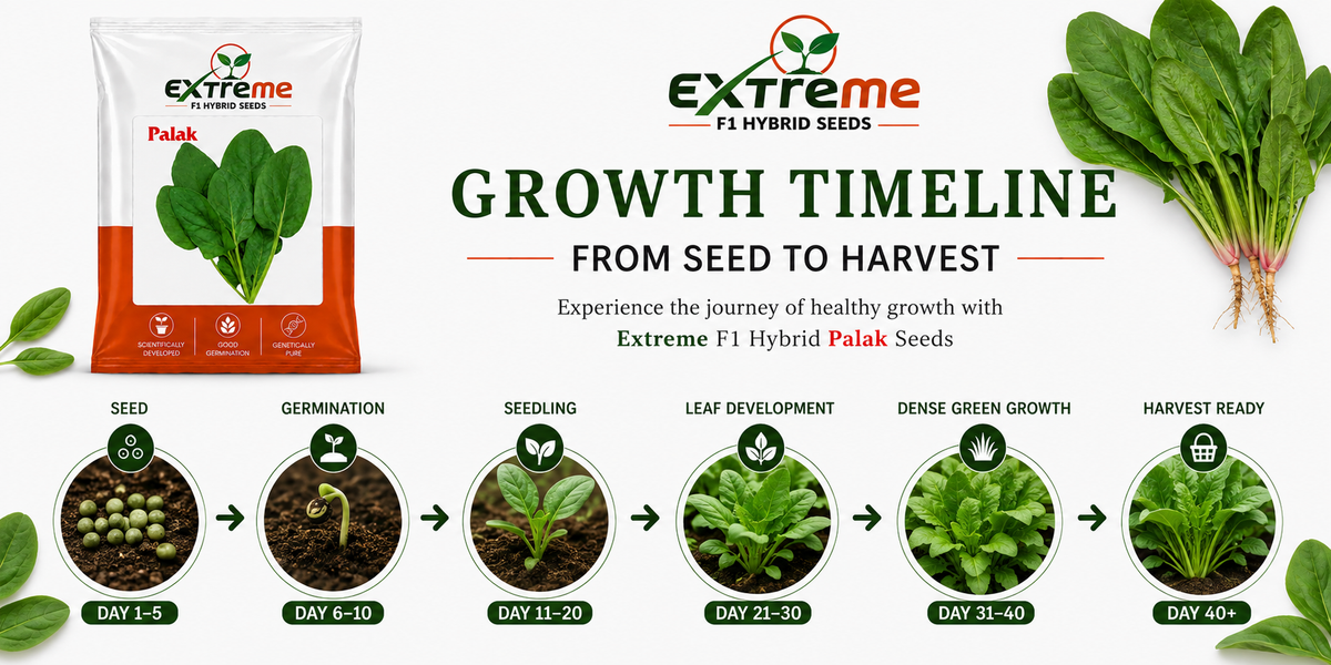 Extreme F1 Hybrid Palak (Spinach) Seeds 20g | Good Germination Vegetable Seeds for Kitchen Garden, Home Garden & Farm | Fresh Green Spinach Seeds