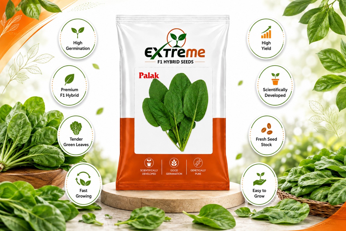 Extreme F1 Hybrid Palak (Spinach) Seeds 20g | Good Germination Vegetable Seeds for Kitchen Garden, Home Garden & Farm | Fresh Green Spinach Seeds