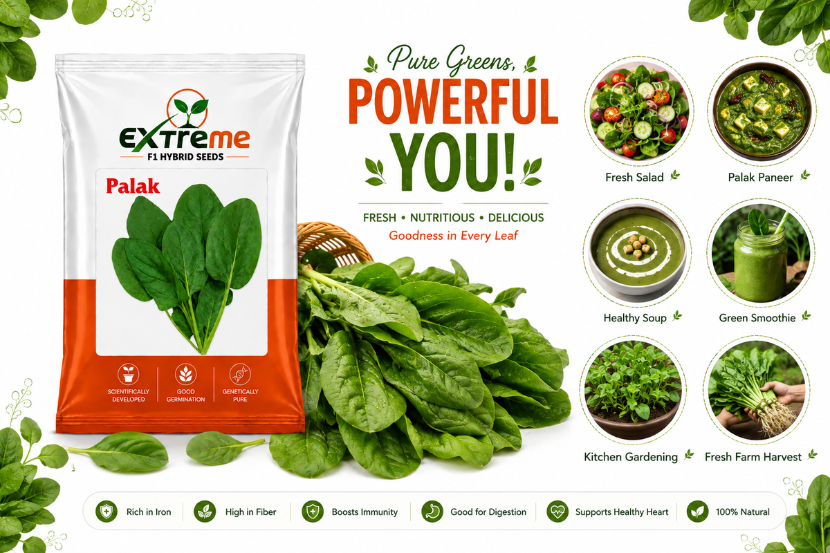Extreme F1 Hybrid Palak (Spinach) Seeds 20g | Good Germination Vegetable Seeds for Kitchen Garden, Home Garden & Farm | Fresh Green Spinach Seeds