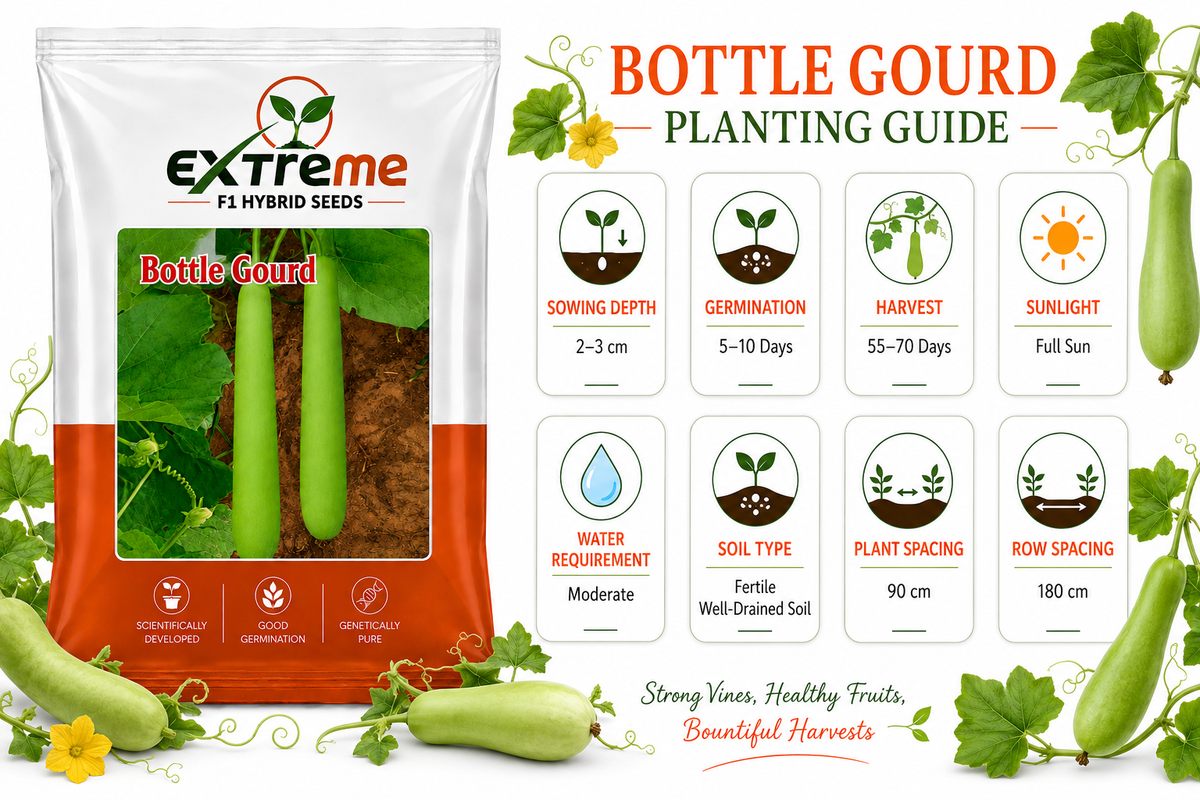 Extreme F1 Hybrid Bottle Gourd (Lauki) Seeds 12g | Good Germination Vegetable Seeds for Kitchen Garden, Home Garden & Farm | Green Bottle Gourd Seeds