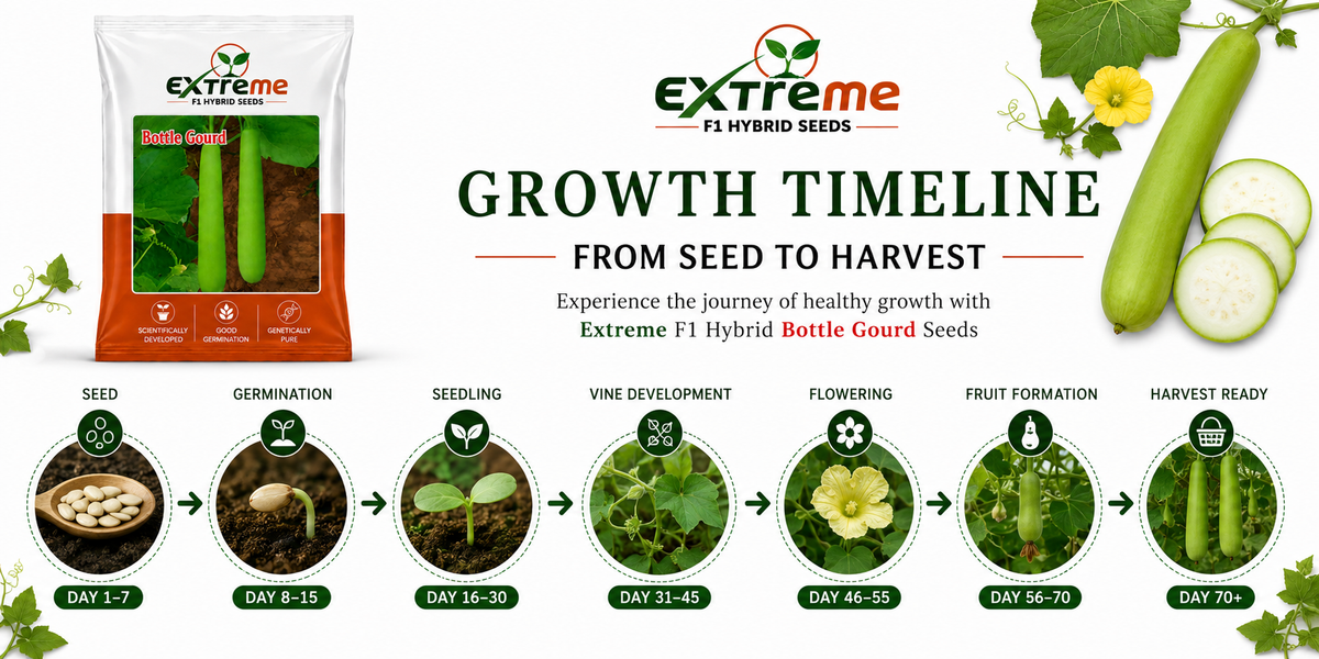 Extreme F1 Hybrid Bottle Gourd (Lauki) Seeds 12g | Good Germination Vegetable Seeds for Kitchen Garden, Home Garden & Farm | Green Bottle Gourd Seeds
