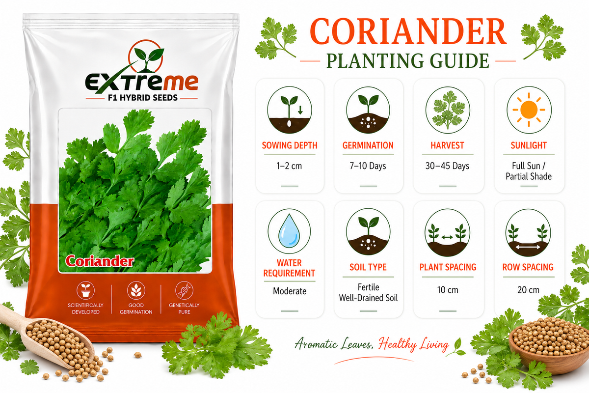 Extreme F1 Hybrid Coriander (Dhaniya) Seeds 10g | Good Germination Vegetable Seeds for Kitchen Garden, Home Garden & Farm | Green Coriander Seeds