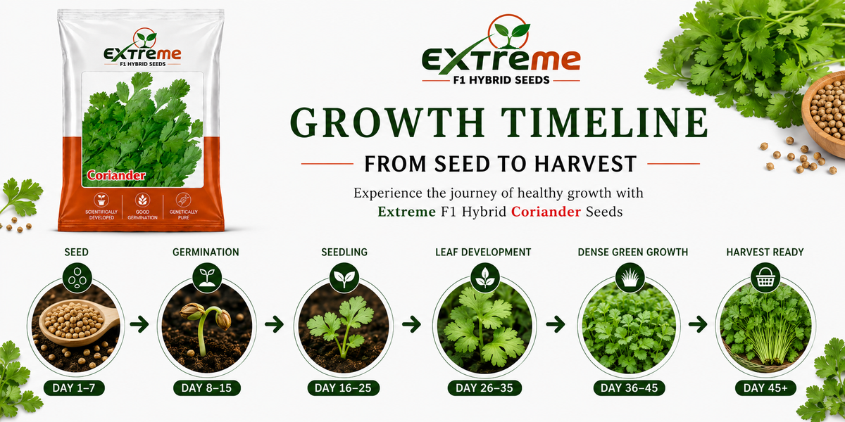 Extreme F1 Hybrid Coriander (Dhaniya) Seeds 10g | Good Germination Vegetable Seeds for Kitchen Garden, Home Garden & Farm | Green Coriander Seeds