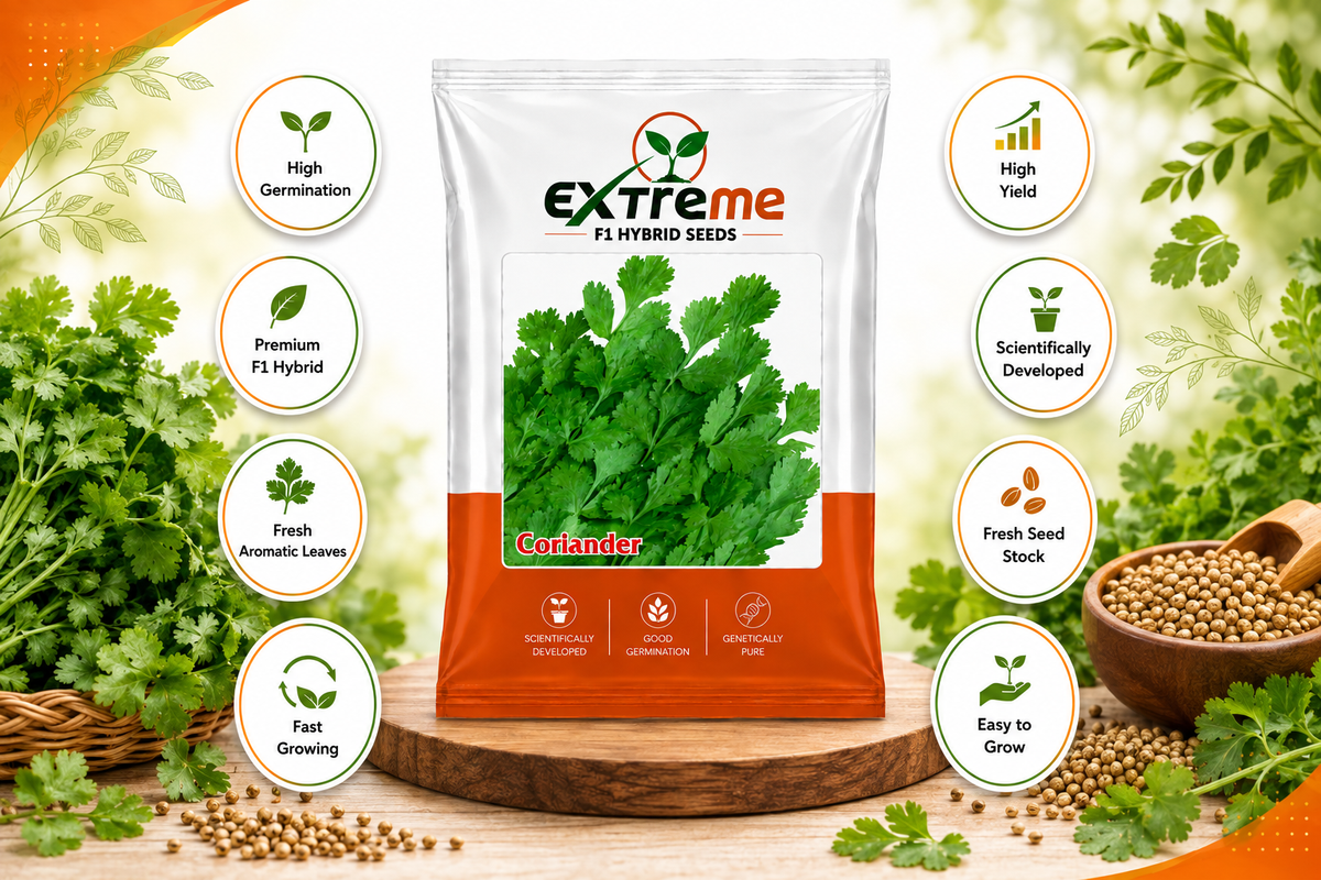 Extreme F1 Hybrid Coriander (Dhaniya) Seeds 10g | Good Germination Vegetable Seeds for Kitchen Garden, Home Garden & Farm | Green Coriander Seeds