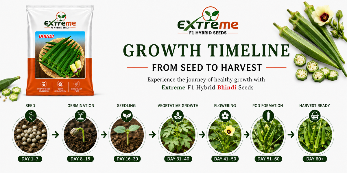 Extreme F1 Hybrid Bhindi (Okra) Seeds 15g | Good Germination Vegetable Seeds for Kitchen Garden, Home Garden & Farm | Green Lady Finger Seeds