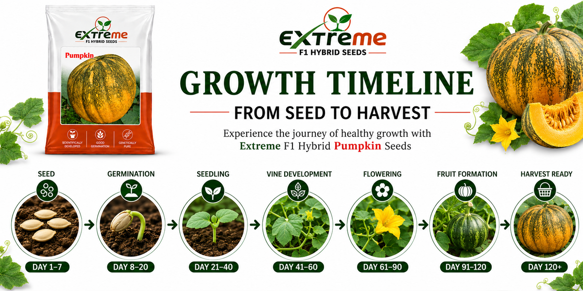 Extreme F1 Hybrid Pumpkin Seeds 5g | Good Germination Vegetable Seeds for Kitchen Garden, Home Garden & Farm | Pumpkin Seeds for Growing