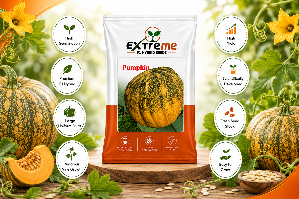 Extreme F1 Hybrid Pumpkin Seeds 5g | Good Germination Vegetable Seeds for Kitchen Garden, Home Garden & Farm | Pumpkin Seeds for Growing