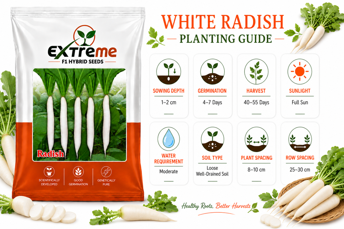Extreme F1 Hybrid Palak Patta Radish Seeds 10g | White Radish Mooli Seeds | Good Germination Vegetable Seeds for Kitchen Garden, Home Garden & Farm