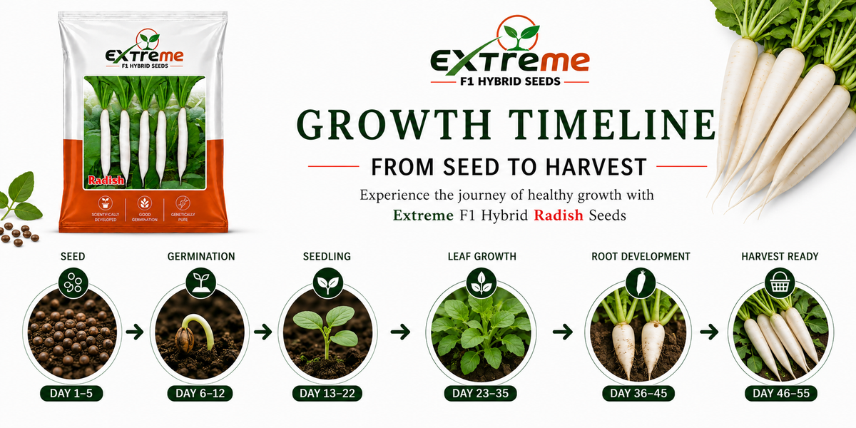 Extreme F1 Hybrid Palak Patta Radish Seeds 10g | White Radish Mooli Seeds | Good Germination Vegetable Seeds for Kitchen Garden, Home Garden & Farm