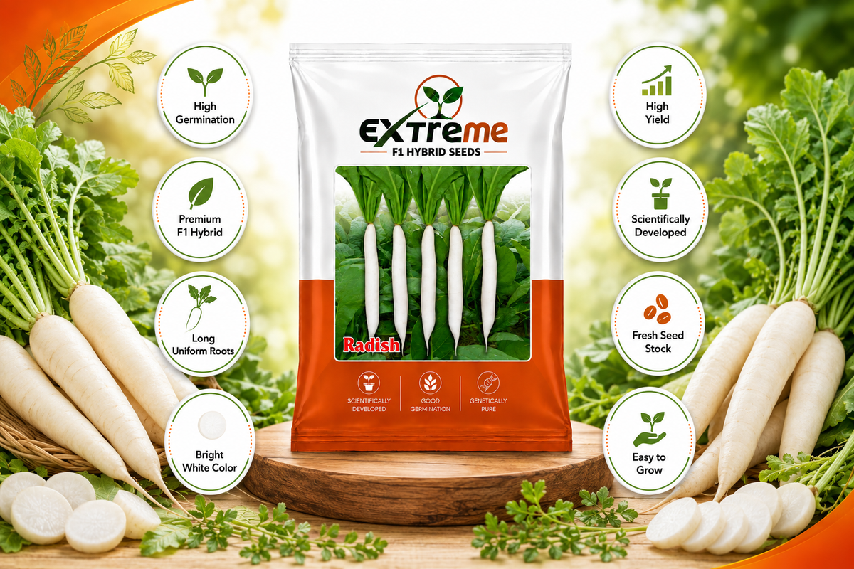 Extreme F1 Hybrid Palak Patta Radish Seeds 10g | White Radish Mooli Seeds | Good Germination Vegetable Seeds for Kitchen Garden, Home Garden & Farm